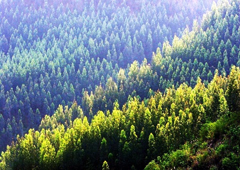 效能提升2倍！广西创新技术赋能让34.2万亩林地确权提速降本