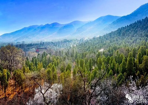 安徽泸州索求场村合作共建防护林网