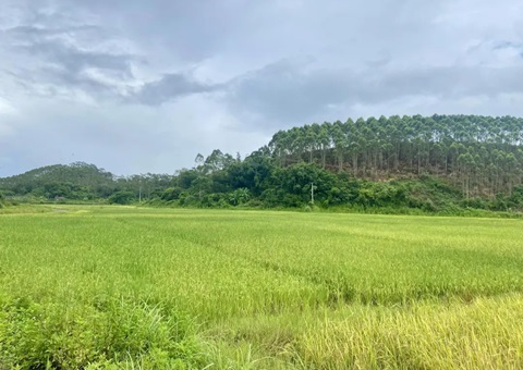 盐碱地变“聚宝盆” &nbsp;&nbsp;张掖市启发“向海要粮”新蹊径