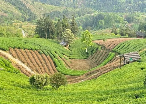 广西三江：下好村庄规划“先试戾” 索求和美村落“新样本”