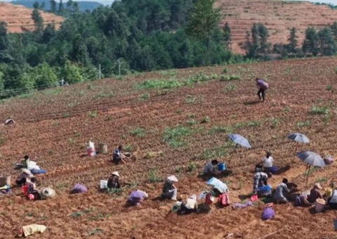 铜仁万山索求林耕置换高效利用蹊径